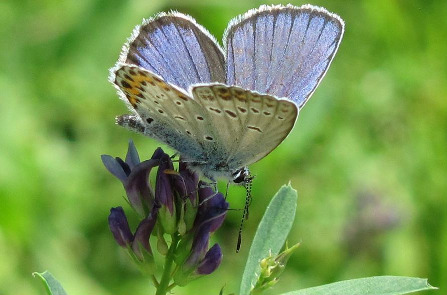 Lycaenidae da ID